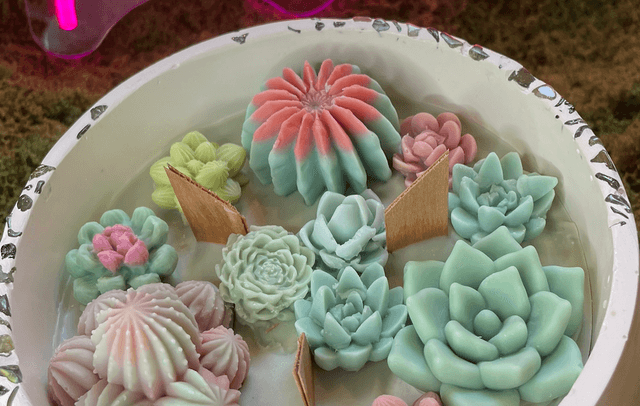 Succulentes moyennes vertes