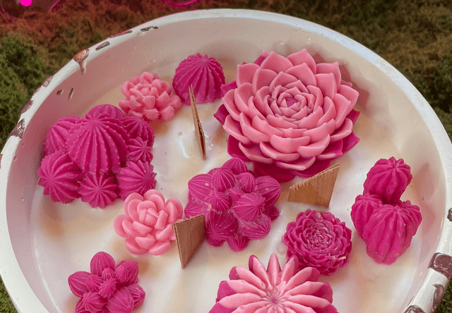 Succulentes grand format rose