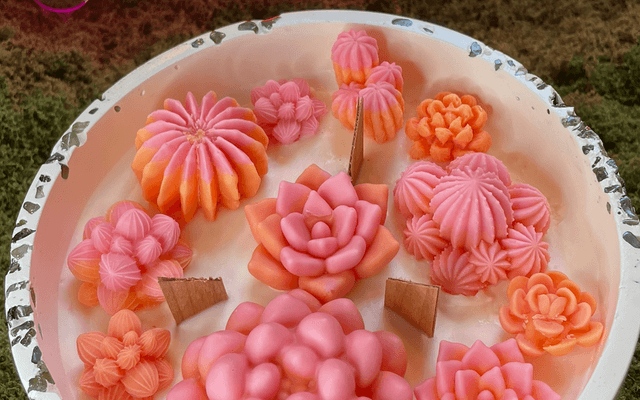 succulentes grand format 