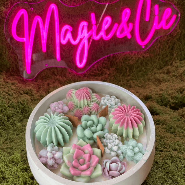 Succulentes moyennes vertes